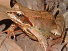 Une grenouille brune : Rana temporaria, la grenouille rousse. Une grenouille brune : Rana temporaria, la grenouille rousse.