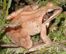Rana dalmatina, Grenouille agile.