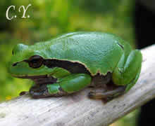 Hyla arborea, Rainette verte ou arboricole.