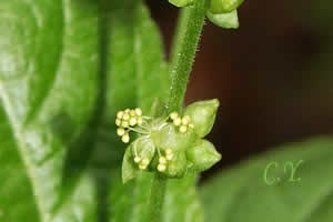 Mercurialis perennis.
