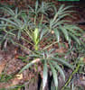 Photo 1 : helleborus foetidus, hellébore fétide Photo 1 : helleborus foetidus, hellébore fétide