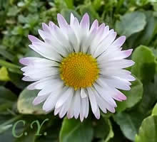 Bellis perennis