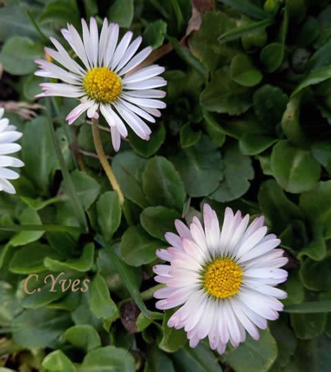 Bellis perennis, Pâquerette, Fleur de Pâques