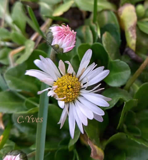 Bellis perennis, Pâquerette, Fleur de Pâques