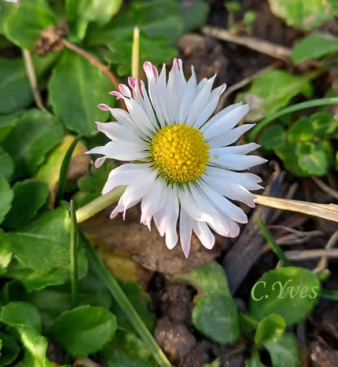 Bellis perennis, Pâquerette, Fleur de Pâques