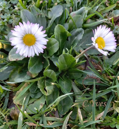 Bellis perennis, Pâquerette, Fleur de Pâques