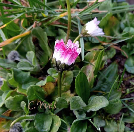 Bellis perennis, Pâquerette, Fleur de Pâques