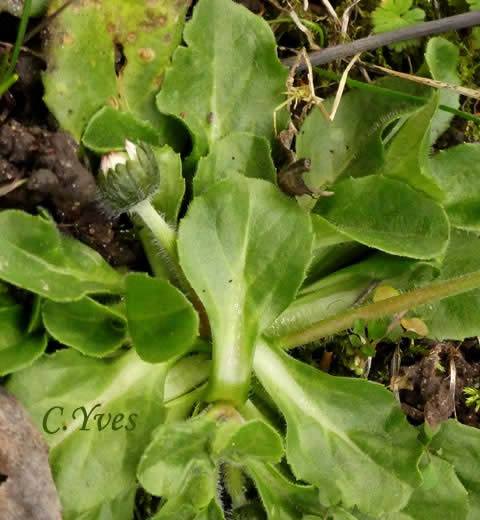 Bellis perennis, Pâquerette, Fleur de Pâques
