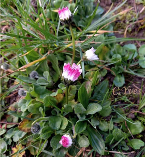 Bellis perennis, Pâquerette, Fleur de Pâques