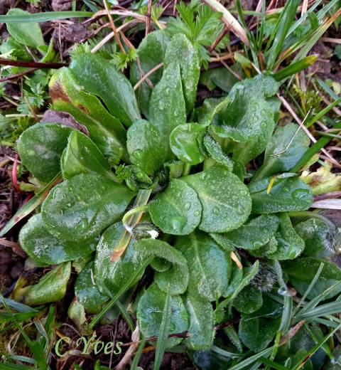 Bellis perennis, Pâquerette, Fleur de Pâques