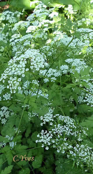 Chaerophyllum temulum, Cerfeuil penché, Cerfeuil enivrant, Cerfeuil penché
