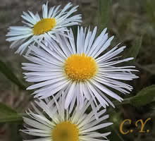 Erigeron annuus, Vergerette annuelle.