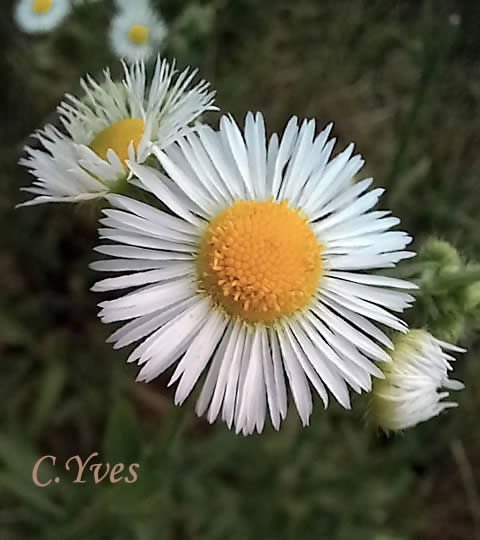 Erigeron annuus, Vergerette annuelle, Érigéron annuel, Sténactide annuelle, Aster annuel.