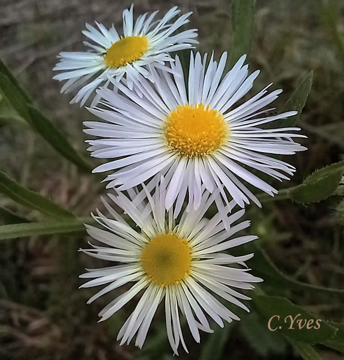 Erigeron annuus, Vergerette annuelle.