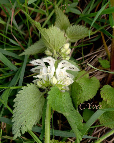 Lamium album, Lamier blanc, Ortie blanche, Ortie morte