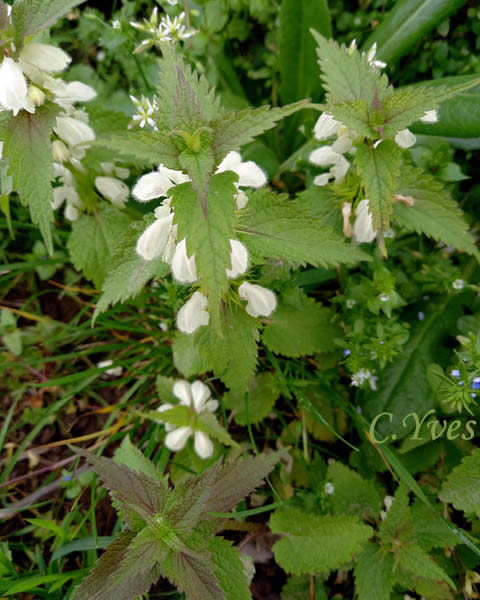 Lamium album, Lamier blanc, Ortie blanche, Ortie morte