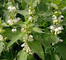 Lamium album.