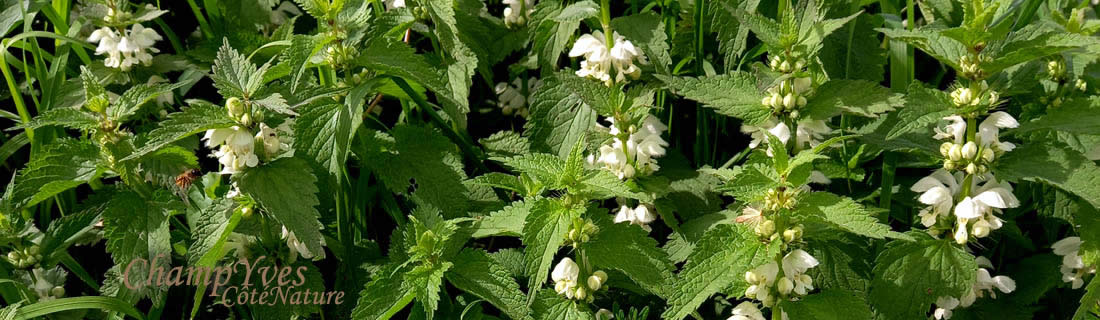 Lamium album, Lamier blanc, Ortie blanche, Ortie morte