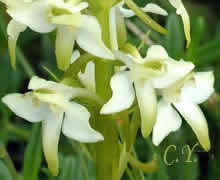 Orchis bifolia