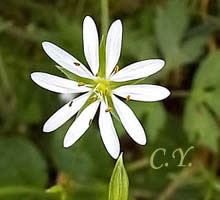 Stellaria graminea, Stellaire graminée, Mouron des champs