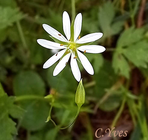 Stellaria graminea, Stellaire à feuilles de graminée.