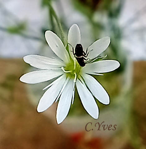 Stellaria graminea, Stellaire à feuilles de graminée, Mouron des champs,  Stellaire graminée, Stellaire graminoïde