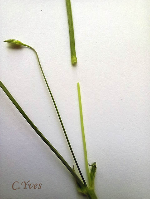 Stellaria graminea, Stellaire à feuilles de graminée, Stellaire graminoïde