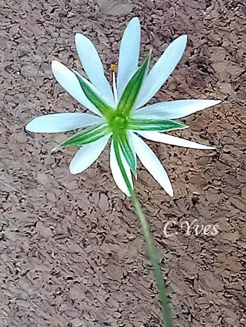 Stellaria graminea, Stellaire à feuilles de graminée, Mouron des champs,  Stellaire graminée, Stellaire graminoïde