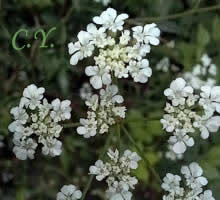 Torilis arvensis, Torilis des champs.