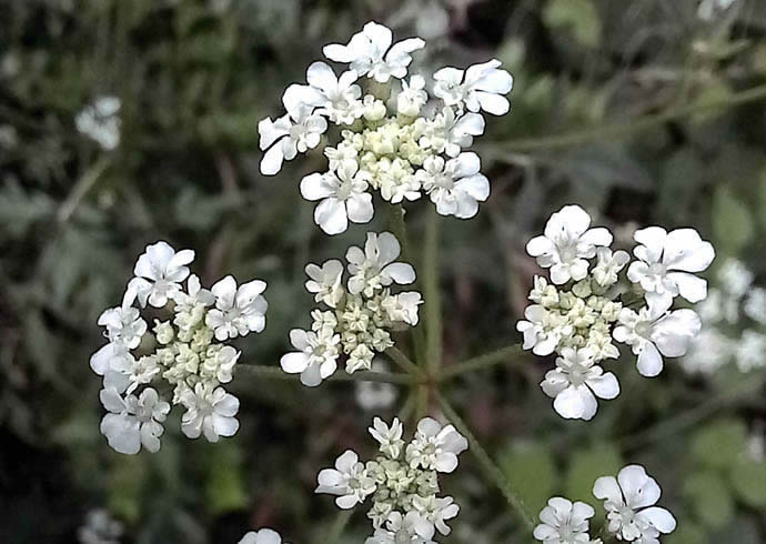 Torilis arvensis, Torilis des champs.