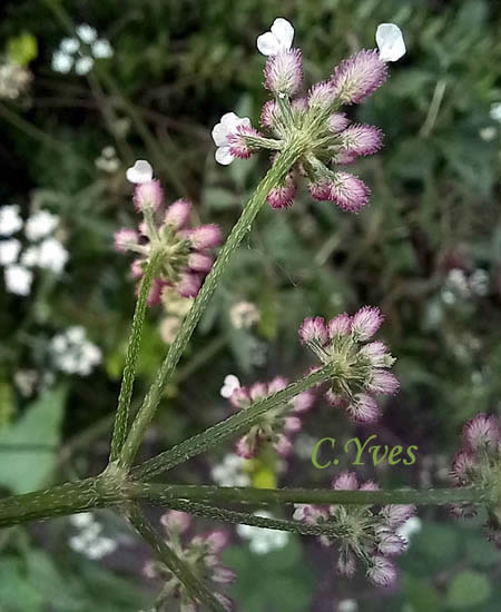 Torilis arvensis