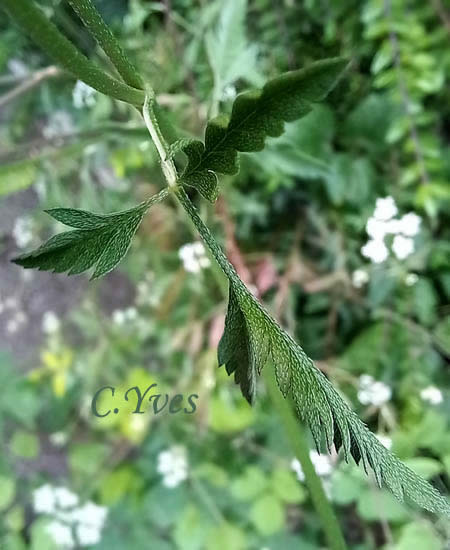 Torilis arvensis, Torilis des champs, Torilide des champs, Torilis des moissons