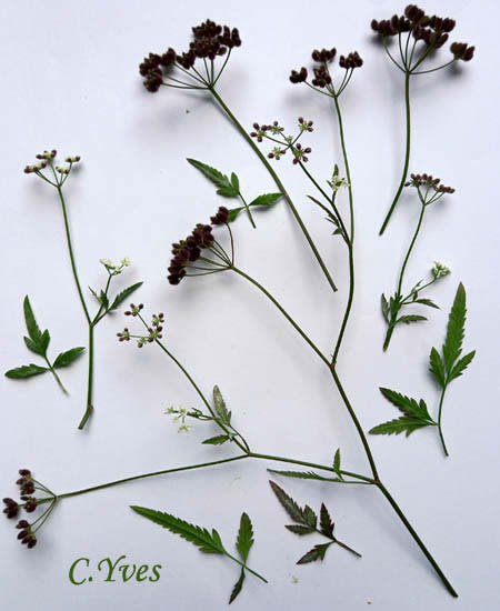 Torilis arvensis, Torilis des champs, Torilide des champs, Torilis des moissons