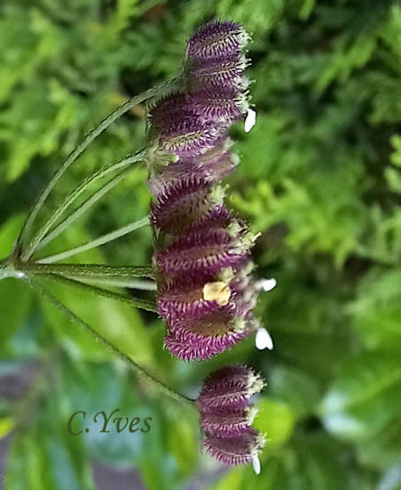 Torilis arvensis, Torilis des champs, Torilide des champs, Torilis des moissons