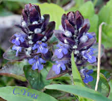Ajuga reptans.