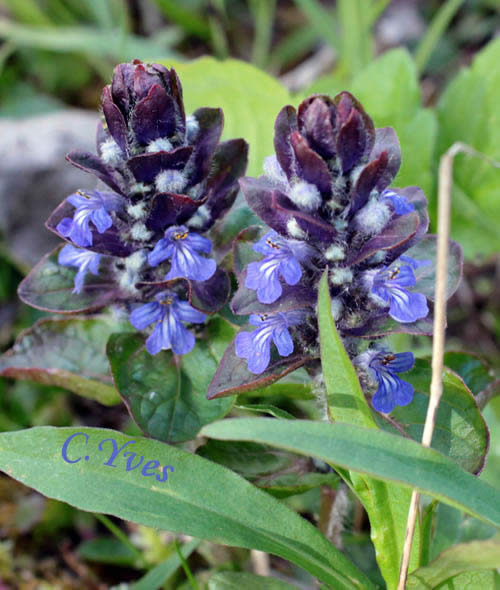 Ajuga reptans, Bugle rampante, Consoude moyenne