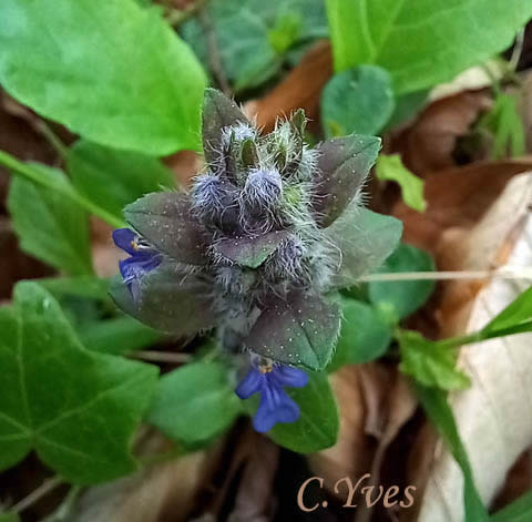 Ajuga reptans, Bugle rampante, Consoude moyenne, Herbe au charpentier
