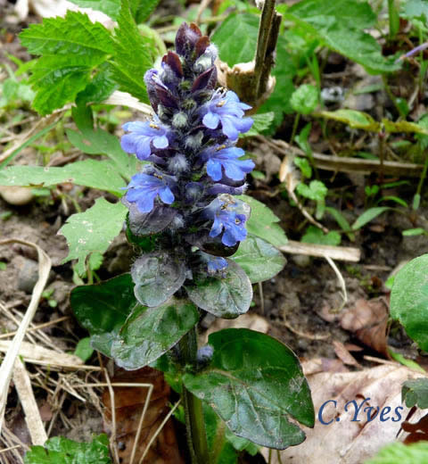Ajuga reptans, Bugle rampante, Consoude moyenne, Herbe à maout, Petite Consoude, Herbe de Saint-Laurent, Herbe au charpentier