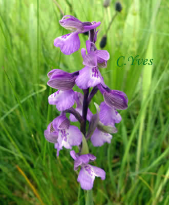 Orchis morio, Anacamptis morio, Damette, Orchis bouffon