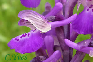 Orchis morio, Anacamptis morio