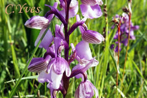 Orchis morio, Anacamptis morio