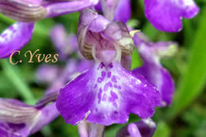 Orchis morio, Anacamptis morio