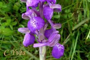 Orchis morio, Anacamptis morio