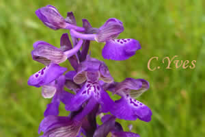 Orchis morio, Anacamptis morio
