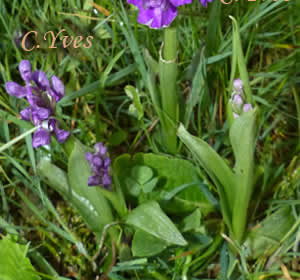 Orchis morio, Anacamptis morio