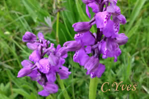 Orchis morio, Anacamptis morio