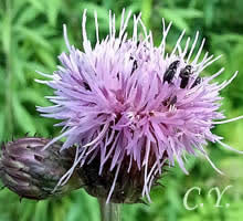 Cirsium arvense, Cirse des champs