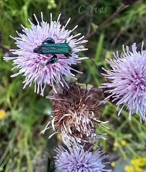 Oedemera nobilis sur Cirsium arvense, Cirse des champs, Chardon du Canada. 