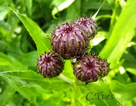 Cirsium arvense, Cirse des champs, Chardon du Canada, Chardon des vignes, Herbe aux varices, Sarette 