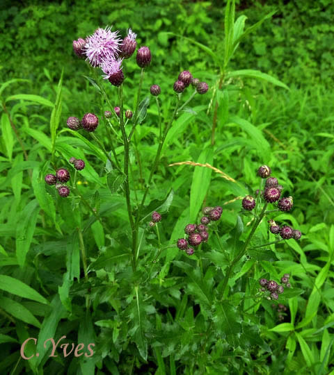 Cirsium arvense, Cirse des champs, Chardon du Canada, Chardon des vignes, Herbe aux varices, Sarette 